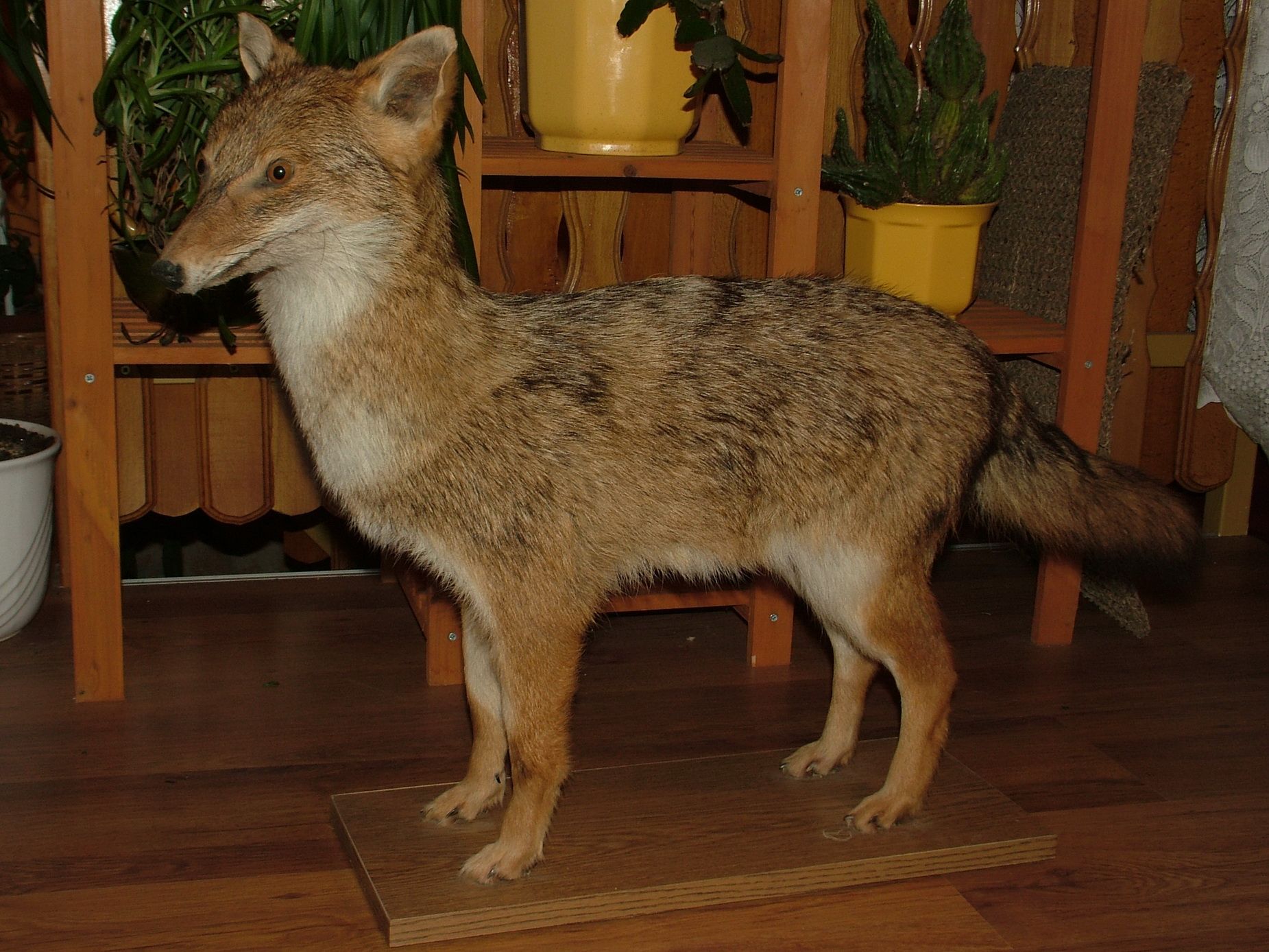 Stuffed Golden Jackal Gold Wolf Taxidermy Mount Free EMS Shipping