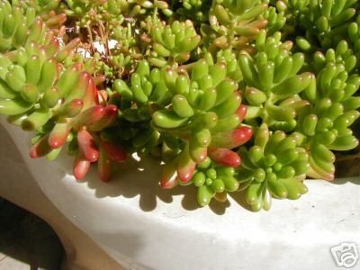 Jelly Beans or Pork N Beans Sedum Rubrotinctum