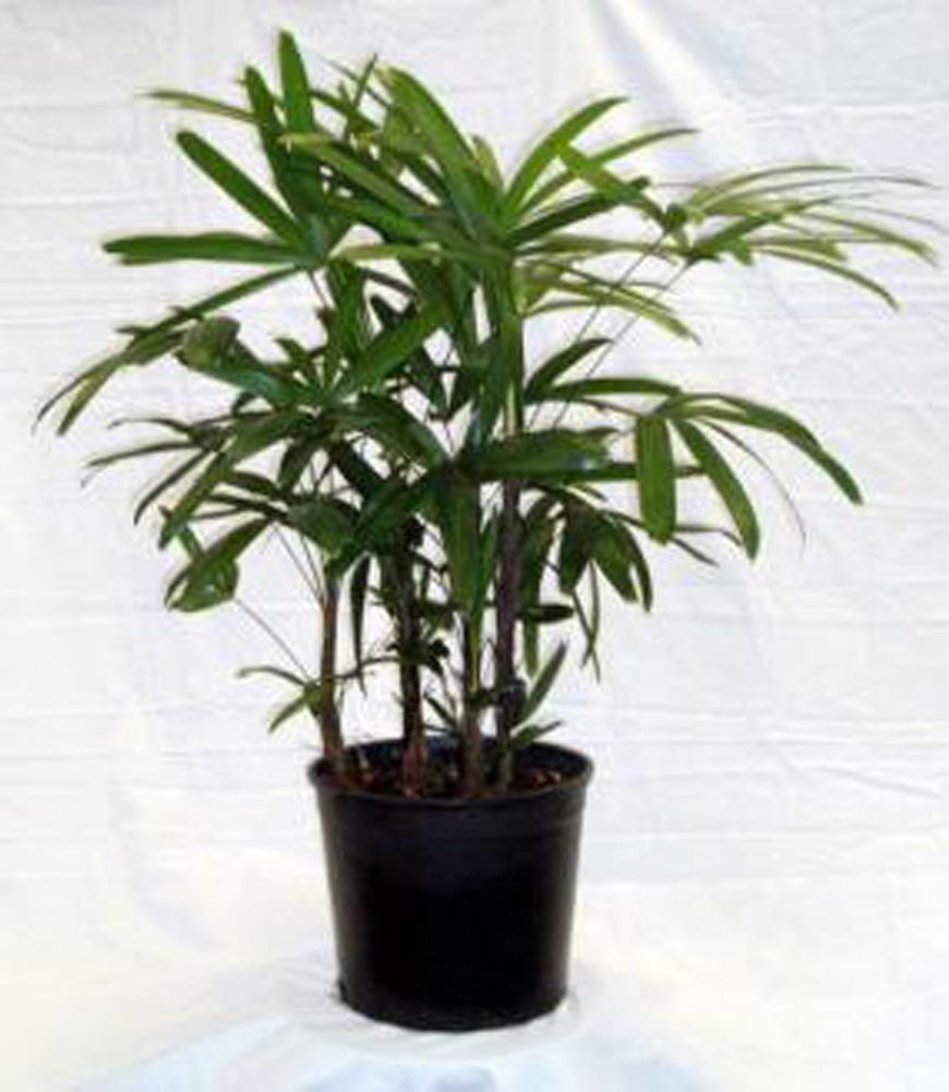 Raphis Lady Palm Tree Raphis Excelsa Multiple Plants per Pot Living