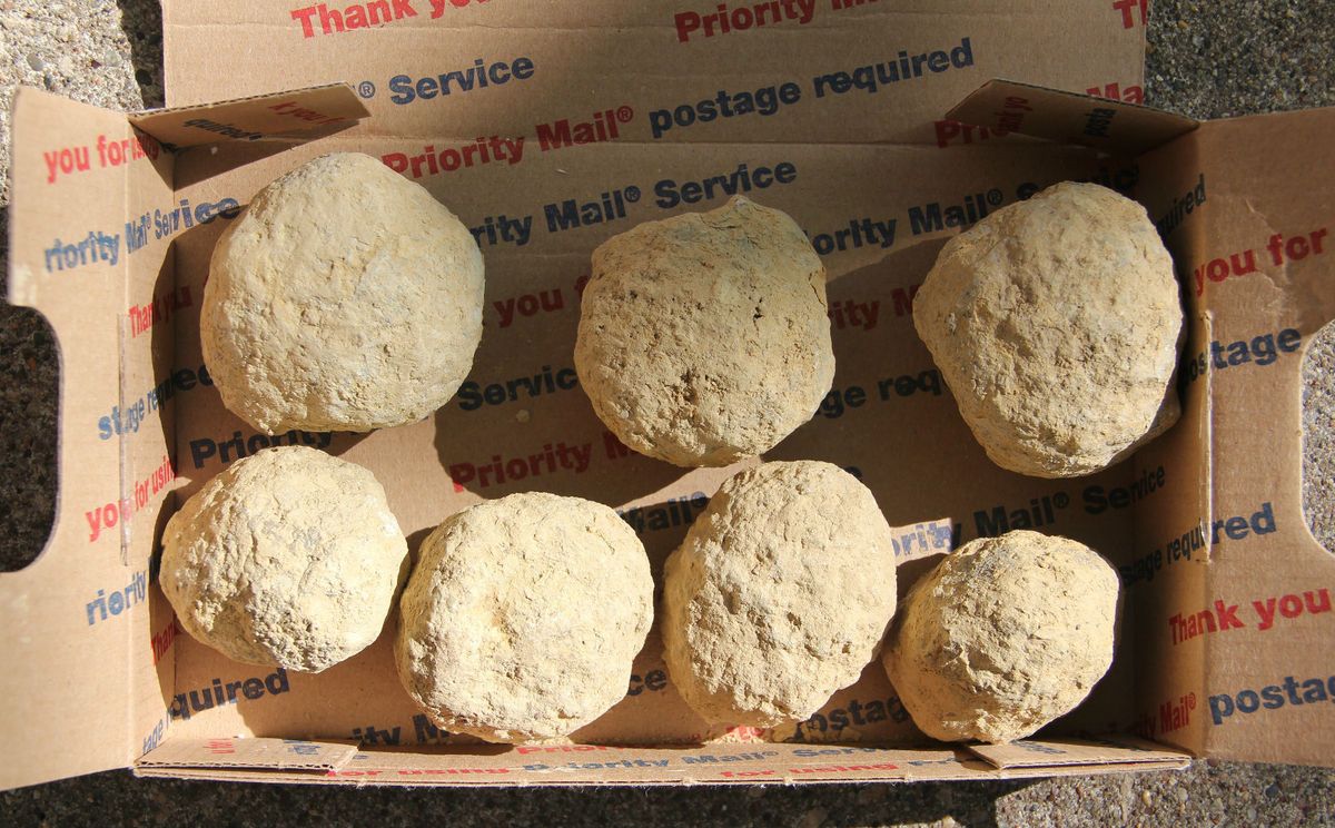 Keokuk Geodes Hand Dug Lot Rough Unopened Small Flat Rate Box Full