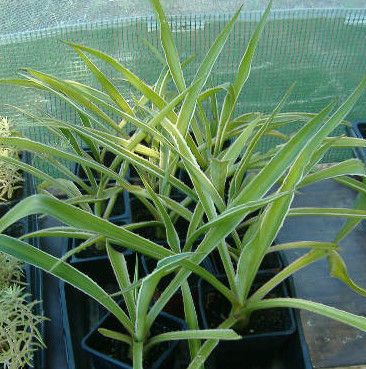 furcrea foetidaa false agave rare exotic succulent cactus not aloe