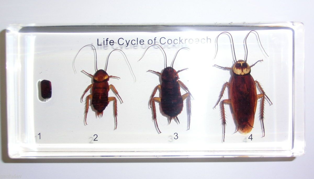 Life Cycle of American Cockroach Periplaneta Americana