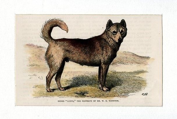 DINGO LUPUS DOG Victorian Print late 19th c. hand colored wood