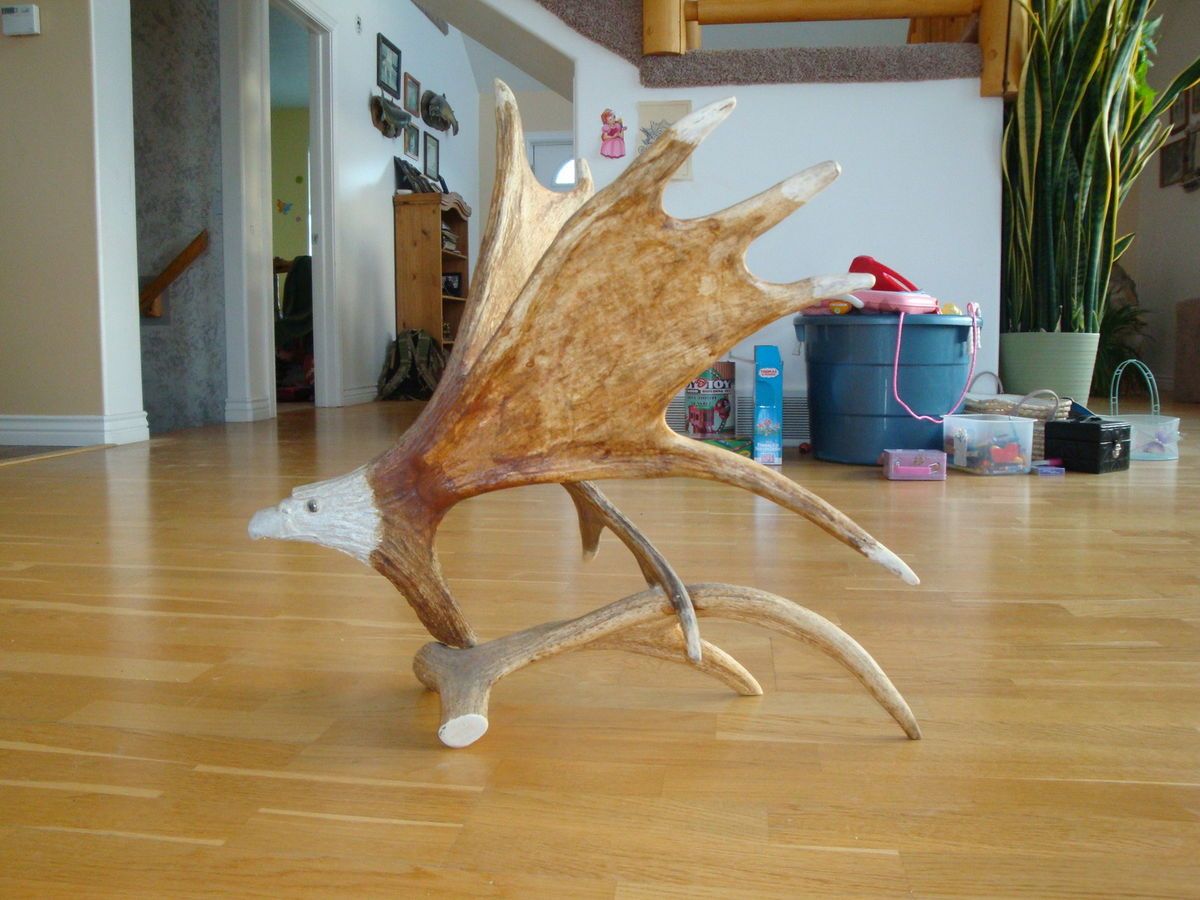 Moose Antler Shed Eagle