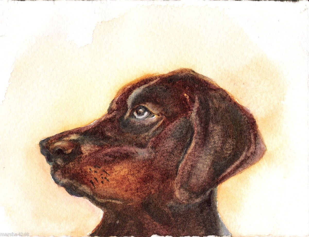Original Watercolor Painting Max Animal Dog Brown by Marsha