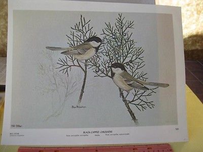 Vintage Print,BLACK CAPPED CHICKADEE,Red Cedar,BlueBird on Verso