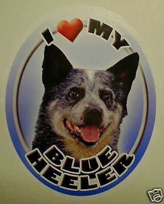 BLUE HEELER DOG STICKER