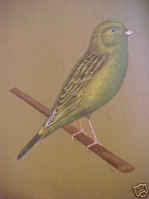 vintage print GREEN CHOPPER CANARY cage TROPICAL bird 4