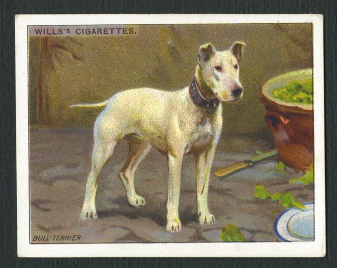 ANTIQUE 1914 ENGLISH BULL TERRIER WILLS LARGE DOG SERIES CIGARETTE