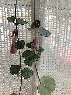 Ceropegia Woodii, string of hearts, trailing houseplant