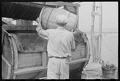 Photo Dumping crabs into cooker. Rock Point,Maryland