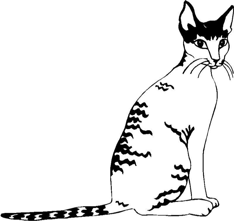 Cornish Rex Cat Graphic Decal Sticker