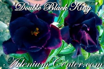 DESERT ROSE ROSY FLOWER  DOUBLE BLACK KING  20 seeds NEW HYBRID