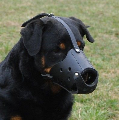 The Leader Dog Leather Muzzle Professional Pick