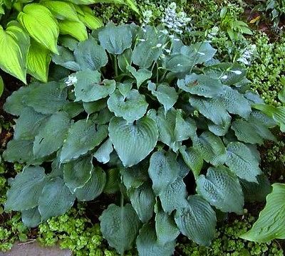 Hosta Reptilian   ruffley textured blue leaves fast grower showy  35